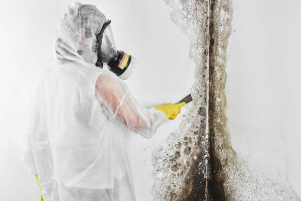 Best Affordable Mold Removal  in Montegut, LA