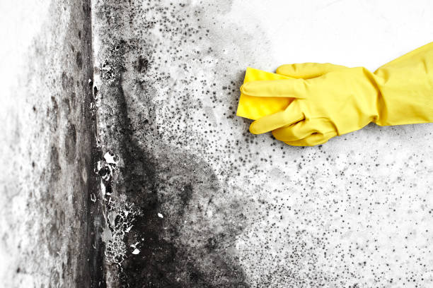 Best Attic Mold Removal  in Montegut, LA