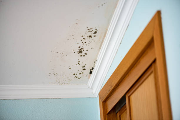 Best Mold Testing  in Montegut, LA