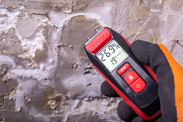 Best Commercial Mold Removal  in Montegut, LA