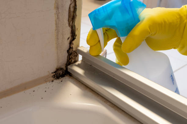 Professional Mold Removal in Montegut, LA