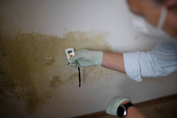 Best Toxic Mold Removal  in Montegut, LA