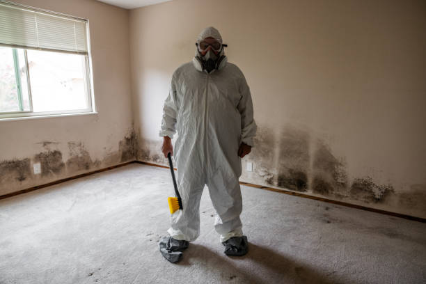 Best Same-Day Mold Removal  in Montegut, LA