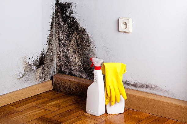 Best Mold Removal Company Near Me  in Montegut, LA